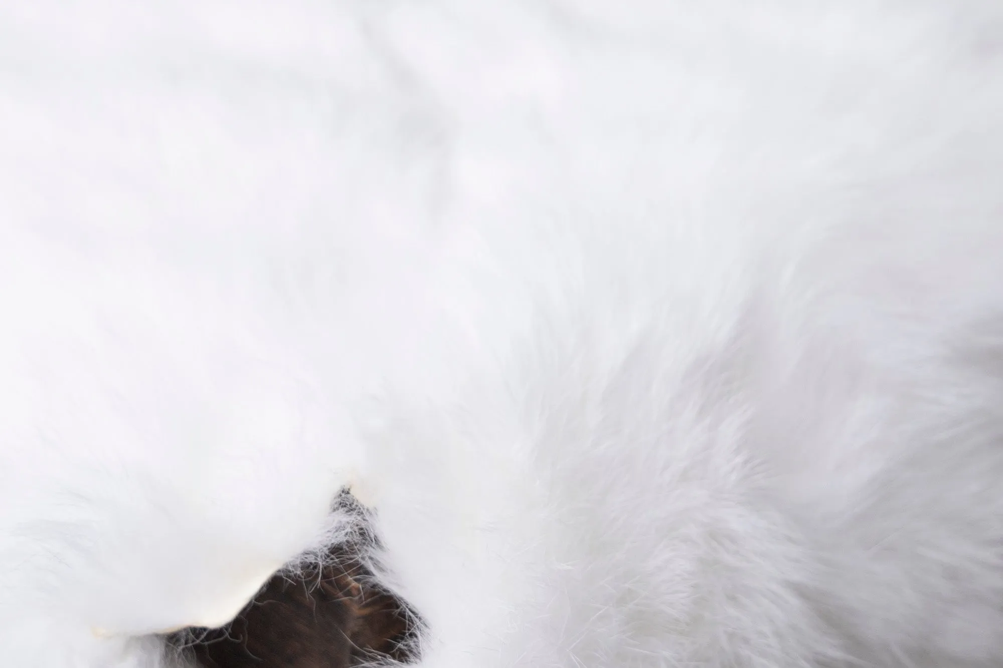Rabbit Faux Fur - White