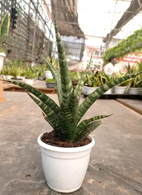 Sansevieria (Snake Plant) Hybrid Tiger