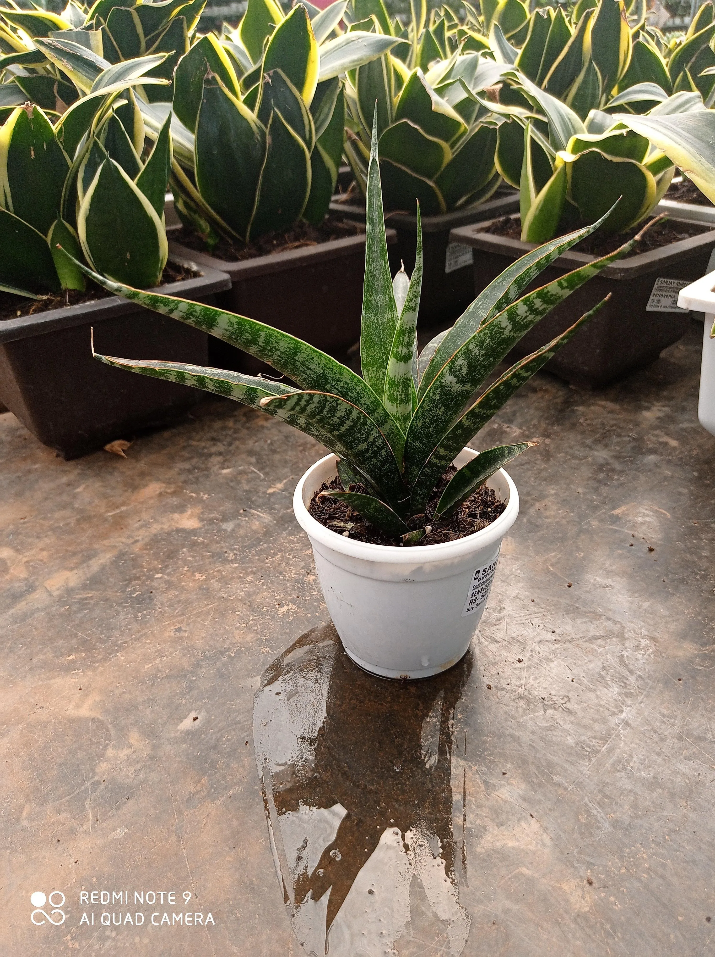 Sansevieria (Snake Plant) Hybrid Tiger